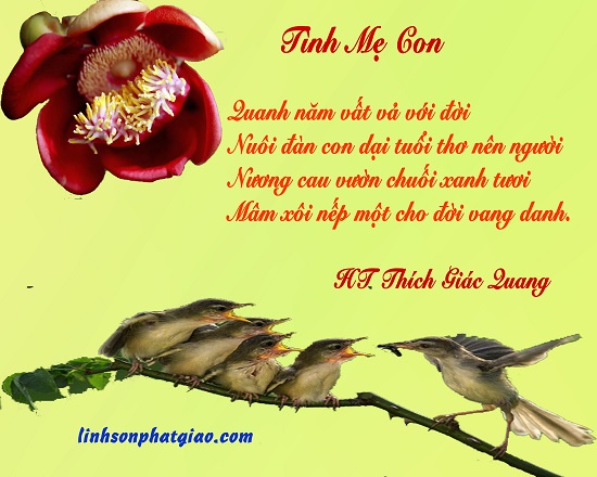 Hòa Thượng Cua Và Tình Mẫu Tử Thiêng Liêng